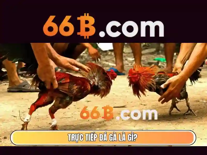 link 66b – Tổng quan và giá trị cốt lõi