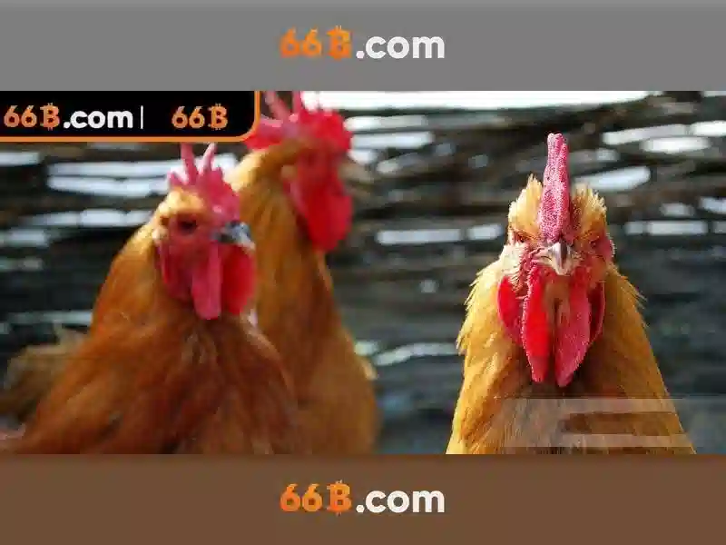 Ứng dụng thực tiễn của 66B\n\n