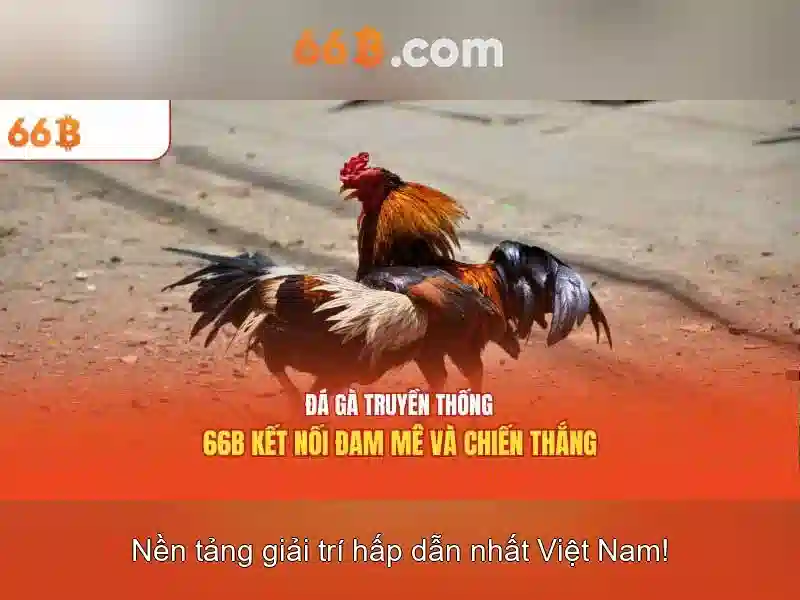 66b là gì?
