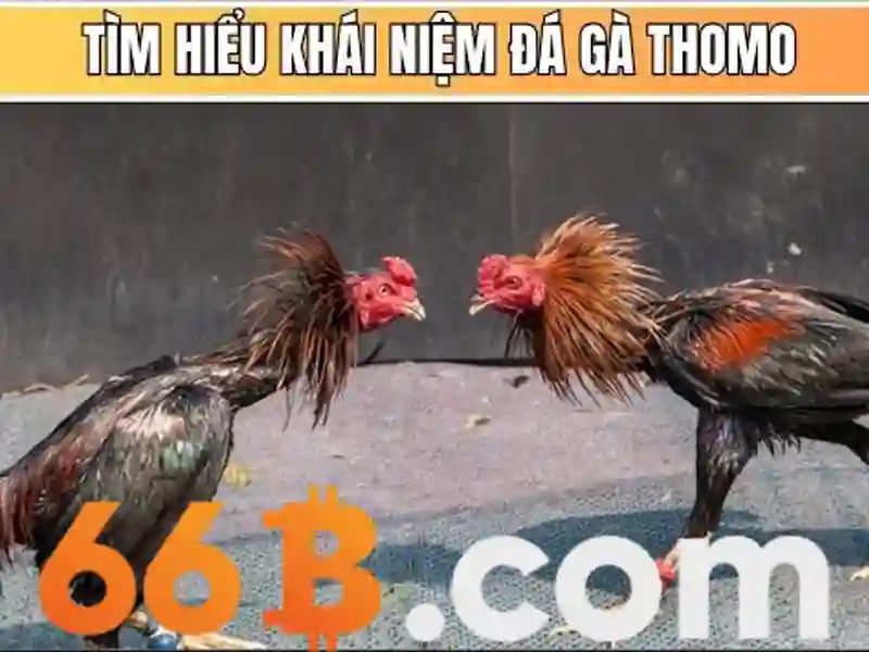 66B là gì? 66B là gì?